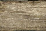 Polished Petrified Tropical Hardwood Slab - Texas #236510-1